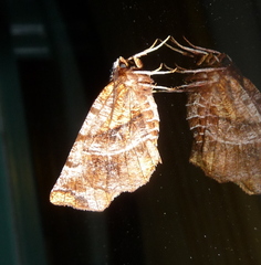 Selenia alciphearia