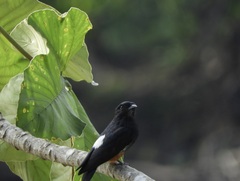 Chelidoptera tenebrosa
