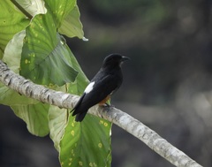 Chelidoptera tenebrosa