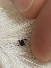 Ixodidae