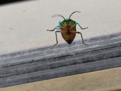 Chrysocoris stollii