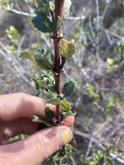 Ceanothus gloriosus exaltatus