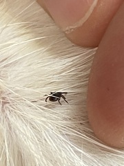 Ixodidae