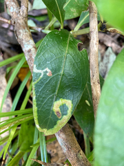 Corythoxestis zorionella