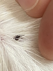 Ixodidae