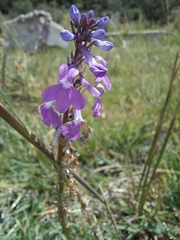 Lobelia fenestralis