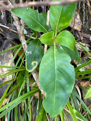 Corythoxestis zorionella