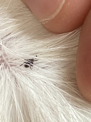 Ixodidae