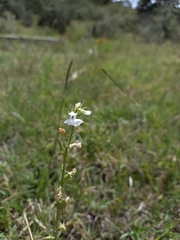 Lobelia fenestralis