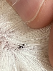 Ixodidae