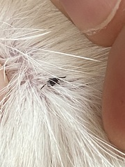 Ixodidae