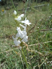 Lobelia fenestralis