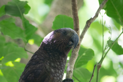 Nestor meridionalis septentrionalis