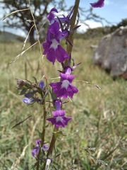 Lobelia fenestralis