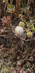 Polyachyrus