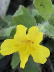 Erythranthe floribunda