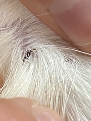 Ixodidae