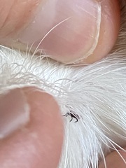 Ixodidae