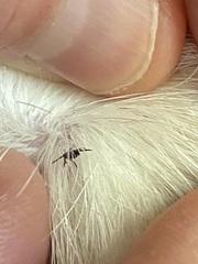 Ixodidae