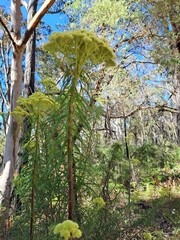 Cassinia aureonitens