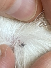 Ixodidae