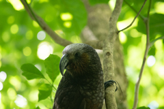 Nestor meridionalis septentrionalis