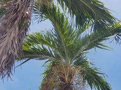 Ischiopsopha wallacei