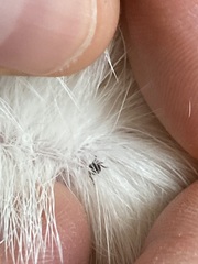 Ixodidae