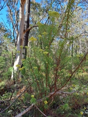 Cassinia aureonitens