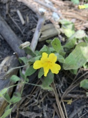 Erythranthe floribunda