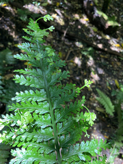 Asplenium bulbiferum