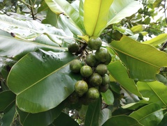 Calophyllum inophyllum