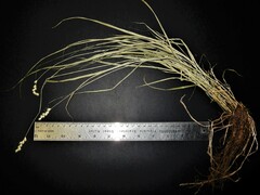 Carex projecta