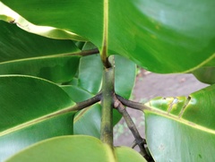 Calophyllum inophyllum