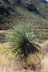 Dasylirion cedrosanum