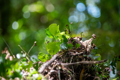 Hymenophyllum nephrophyllum