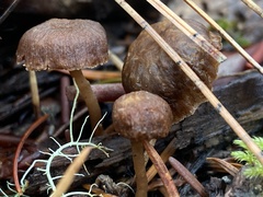 Collybiopsis villosipes