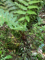 Cyathea smithii