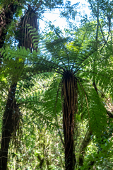 Cyathea smithii