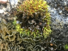 Lathagrium cristatum