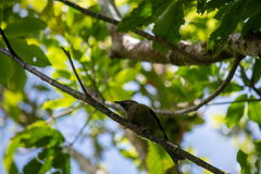 Anthornis melanura