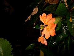 Crossandra infundibuliformis