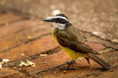 Pitangus sulphuratus