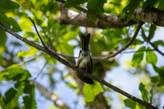 Anthornis melanura