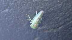 Viridicerus ustulatus