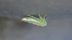 Viridicerus ustulatus