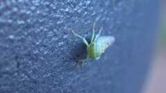 Viridicerus ustulatus