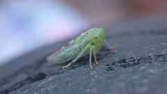 Viridicerus ustulatus