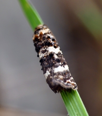 Scolioplecta comptana