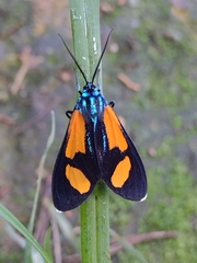 Cyanopepla bella